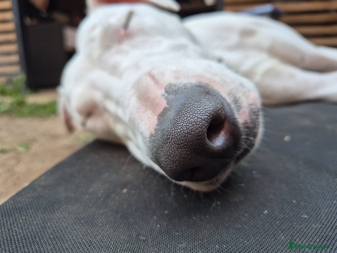 Mixed Breed dogs for sale: bull lurcher  - Image 10