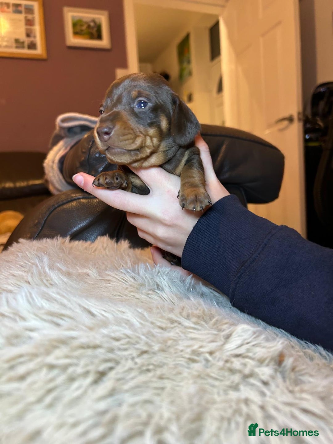 Miniature Dachshund dogs for sale: KC Miniature Dachshund Puppies  - Advert 11