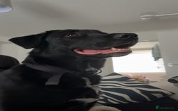 Mixed Breed dogs for sale: Salem aka Saisai - Image 6