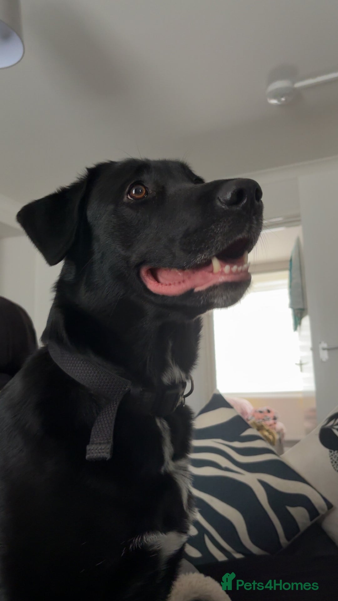 Mixed Breed dogs for sale: Salem aka Saisai - Image 6