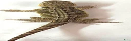 Bearded Dragon reptiles for sale: Red citrus baby bearded dragons  - Advert 10