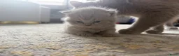 British Shorthair cats for sale: Lilac British shorthair GCCF and TICA registered in York - Advert 9