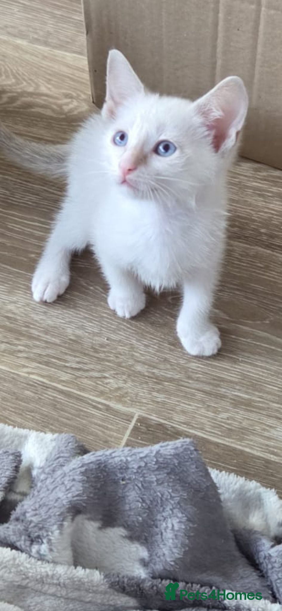 Snowshoe cats Rare TICA registered Snowshoe kittens - Advert 15