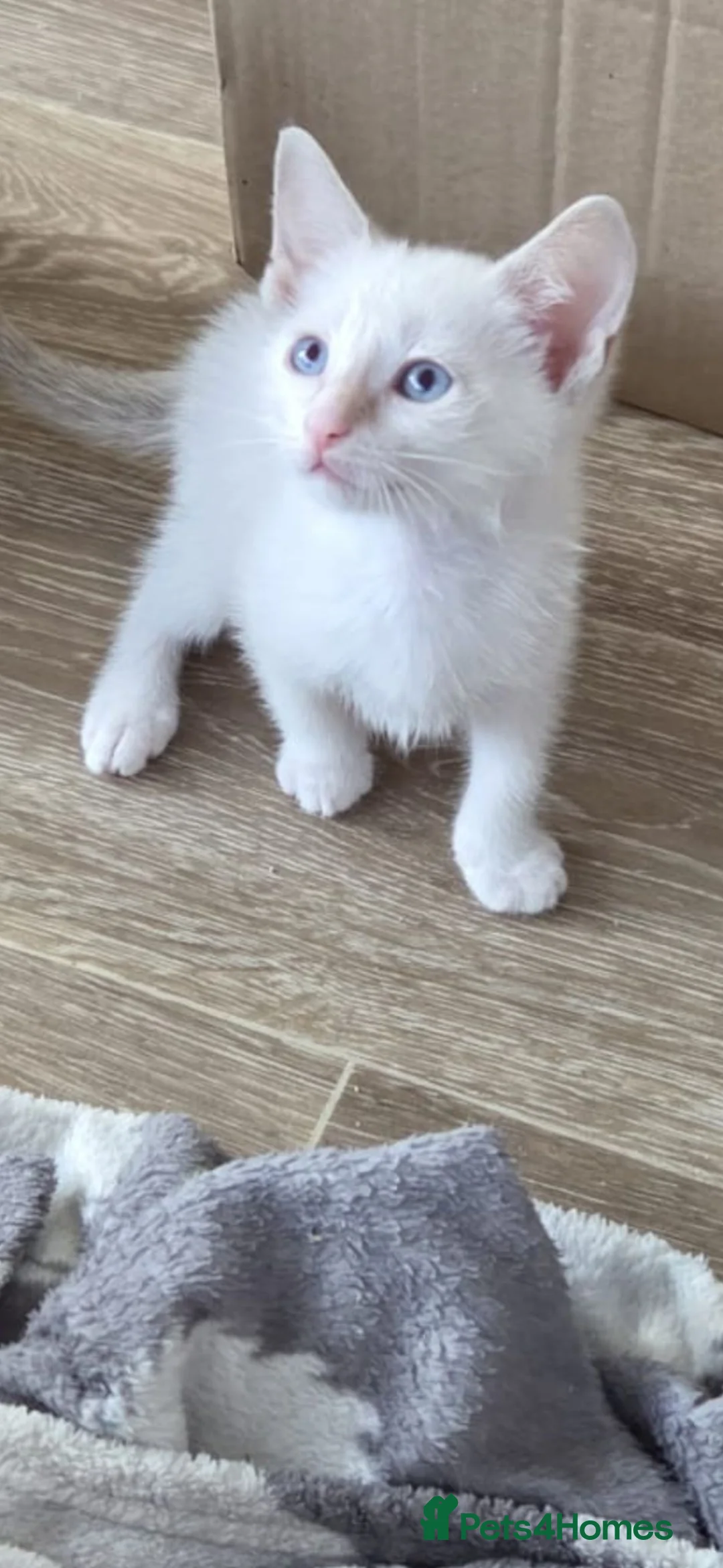 Snowshoe cats for sale: Rare TICA registered Snowshoe kittens - Advert 1