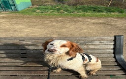 Cocker Spaniel dogs for sale: Charlie the cocker - Image 2