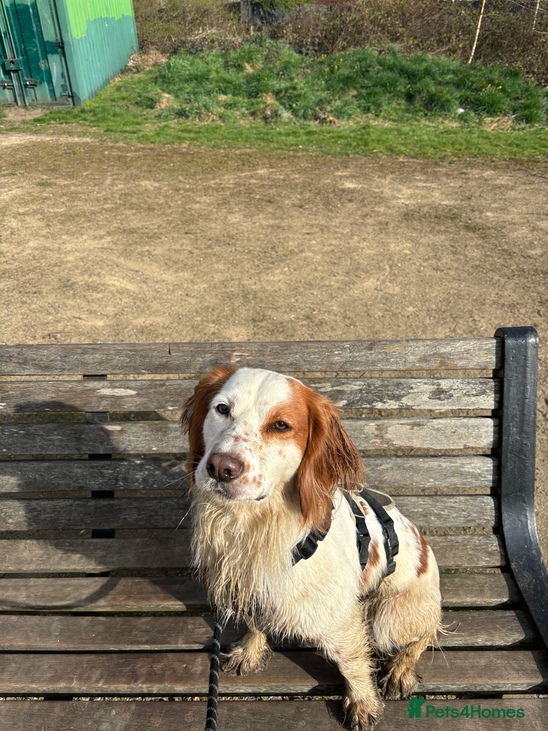 Cocker Spaniel dogs for sale: Charlie the cocker - Image 2