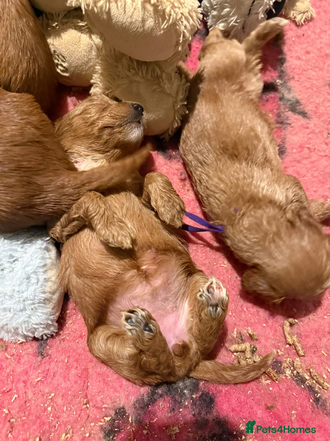 Australian Labradoodle dogs for sale: Therapy Dog Breeder - Advert 10