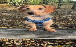 Dachshund dogs for adoption: Cheeky pup, Toby is in Romford, Essex - Image 1