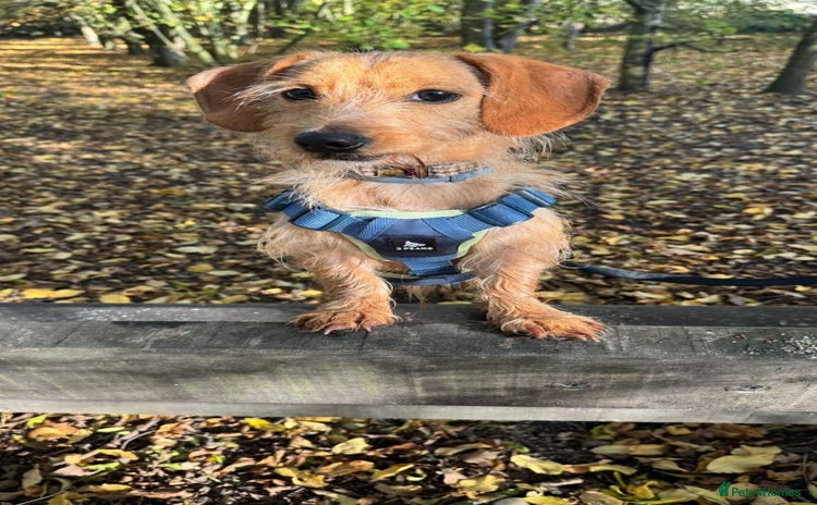 Dachshund dogs - Advert 1