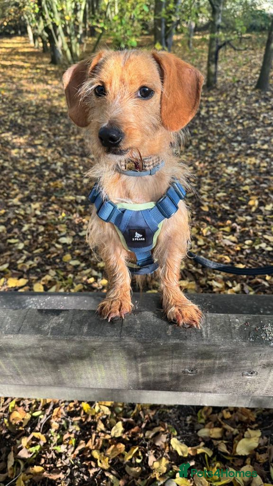 Dachshund dogs for adoption: Cheeky pup, Toby is in Romford, Essex - Image 1