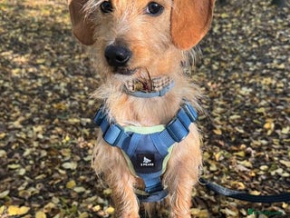 Dachshund dogs - Advert 1