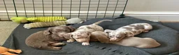 Miniature Dachshund dogs for sale: Gorgeous KC Miniature Dachshund Puppies  - Advert 5