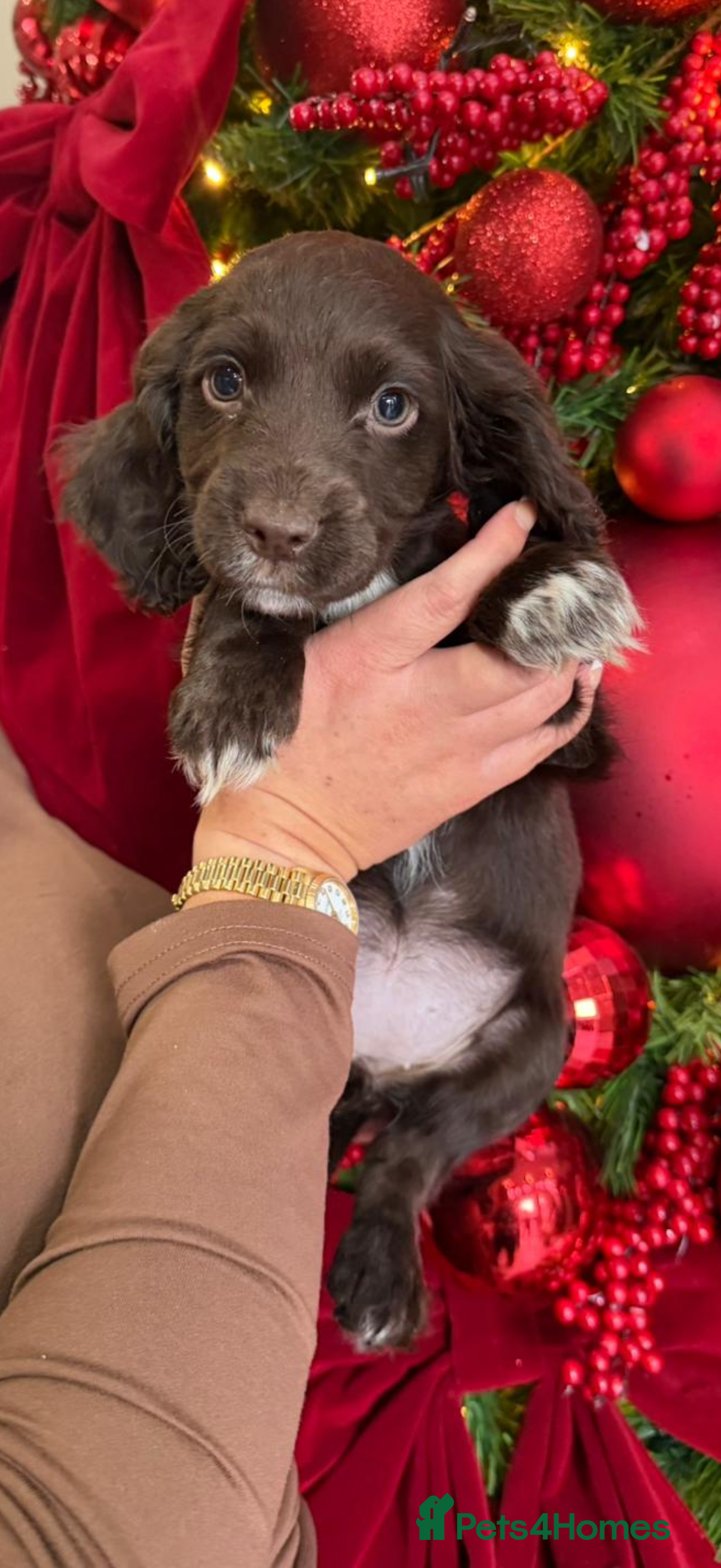 Cocker Spaniel dogs Cocker spaniel puppies ready to leave  - Advert 6