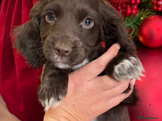 Cocker Spaniel dogs Cocker spaniel puppies ready to leave - Advert 2