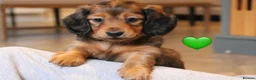 Miniature Dachshund dogs for sale: Shaded cream L/hair Health Tested Mini Dachshund❤️ - Advert 21