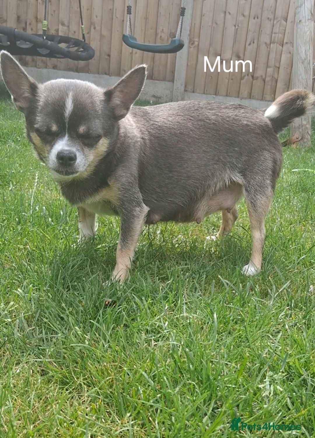 Chihuahua dogs ONLY 2 STUNNING KC REG PUPPIES LEFT AVAILABLE!! - Advert 2