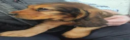 Cocker Spaniel dogs for sale: COCKER SPANIEL PUPS IN NORTHERN IRELAND - Advert 2