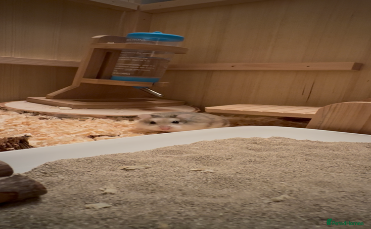 Hamster rodents - Advert 1