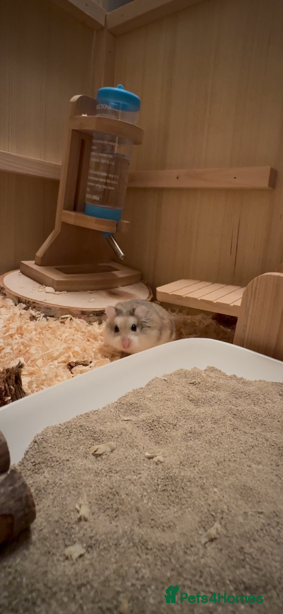 Hamster rodents for sale: Roborovskia Drawf Hamster - Image 1