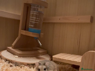 Hamster rodents - Advert 2
