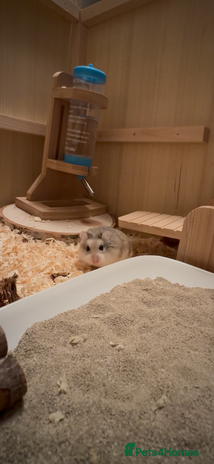 Hamster rodents - Advert 1