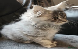 Maine Coon cats for sale: Beautiful TICA reg girl READY NOW! - Advert 7