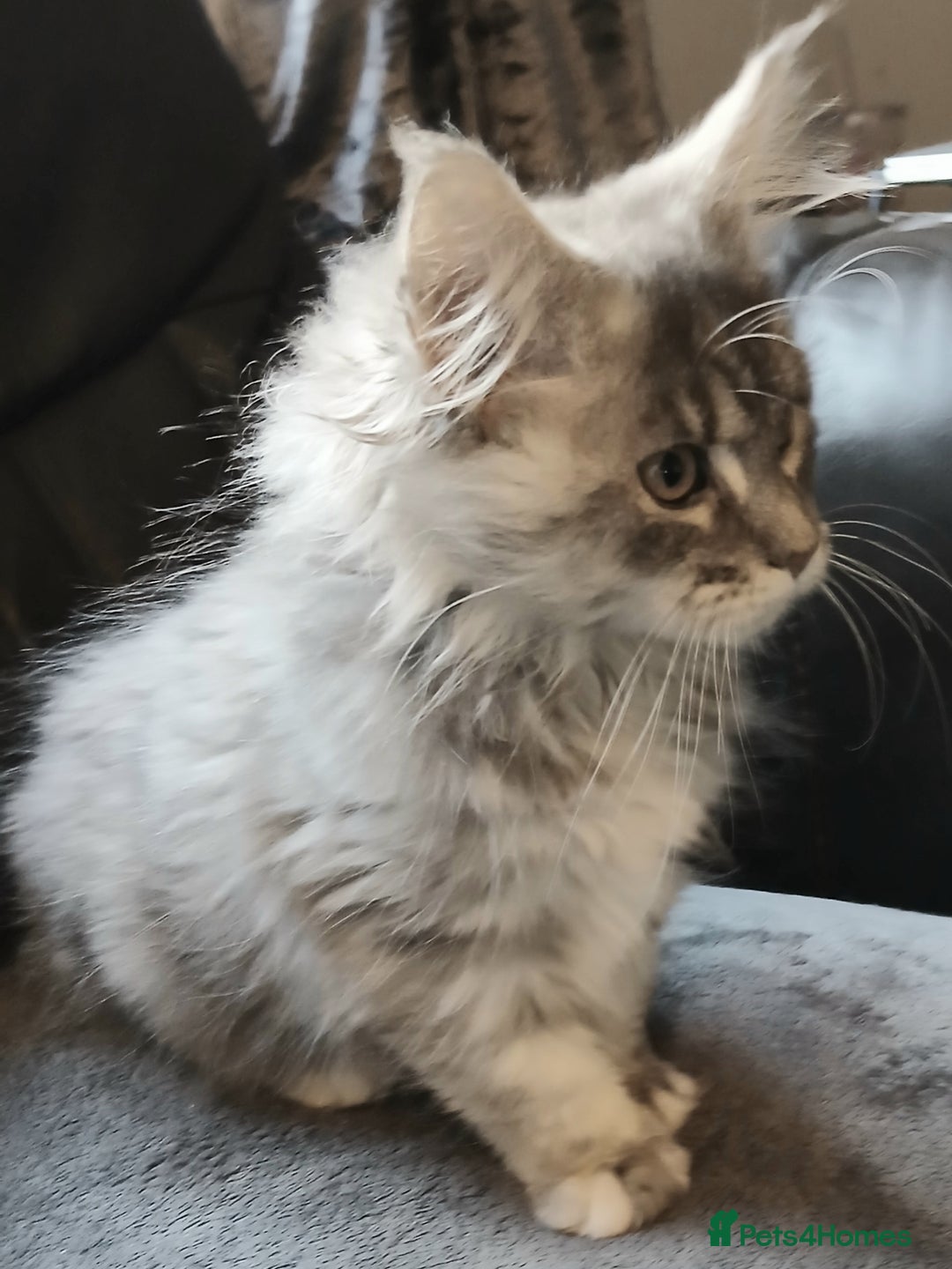Maine Coon cats for sale: Beautiful TICA reg girl READY NOW! - Advert 7