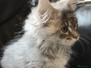 Maine Coon cats Beautiful TICA reg girl READY NOW! - Advert 3