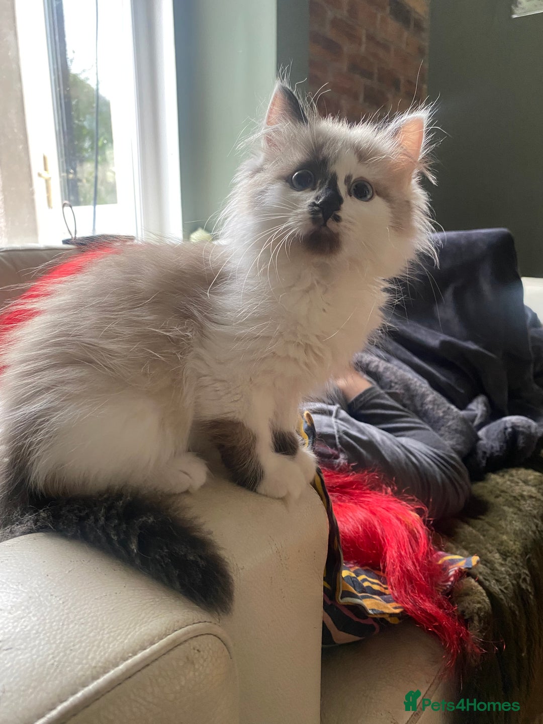 Siberian cats for sale: Estrella - purebred Siberian/ Neva Masquerade  - Image 12