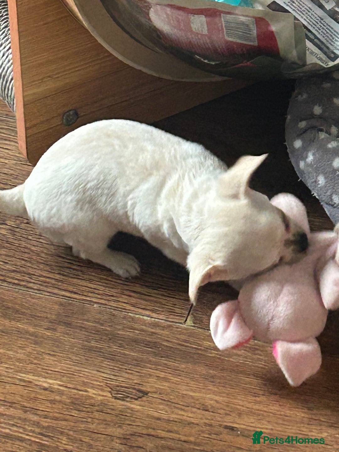 Chihuahua dogs for sale: Puppies chihuahuas 1 boy and 2 little princesses  - Image 1