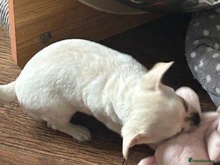 Chihuahua dogs - Advert 8