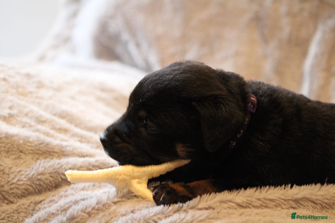 Mixed Breed dogs for sale: Rottweiler/pressa f1 - Image 25