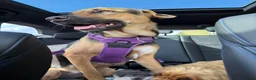 Mixed Breed dogs for sale: Roxy ❤️ A devoted girl looking a home (urgent) - Advert 9