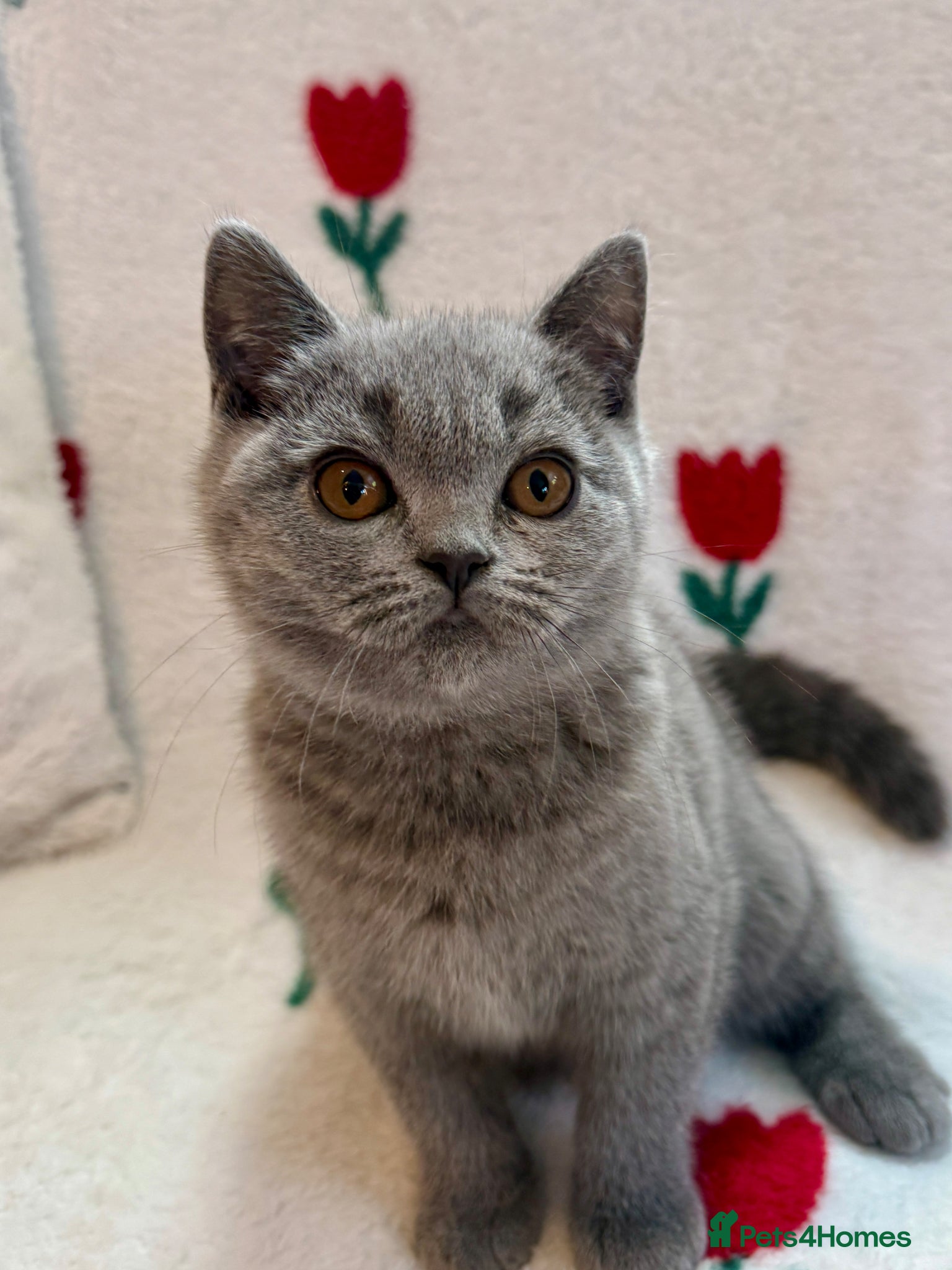 British Shorthair cats LAST GIRL AVAILABLE NOAMI ❤️❤️❤️ - Advert 1