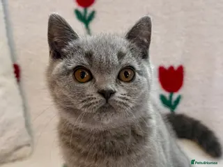 British Shorthair cats LAST GIRL AVAILABLE NOAMI ❤️❤️❤️ - Advert 1