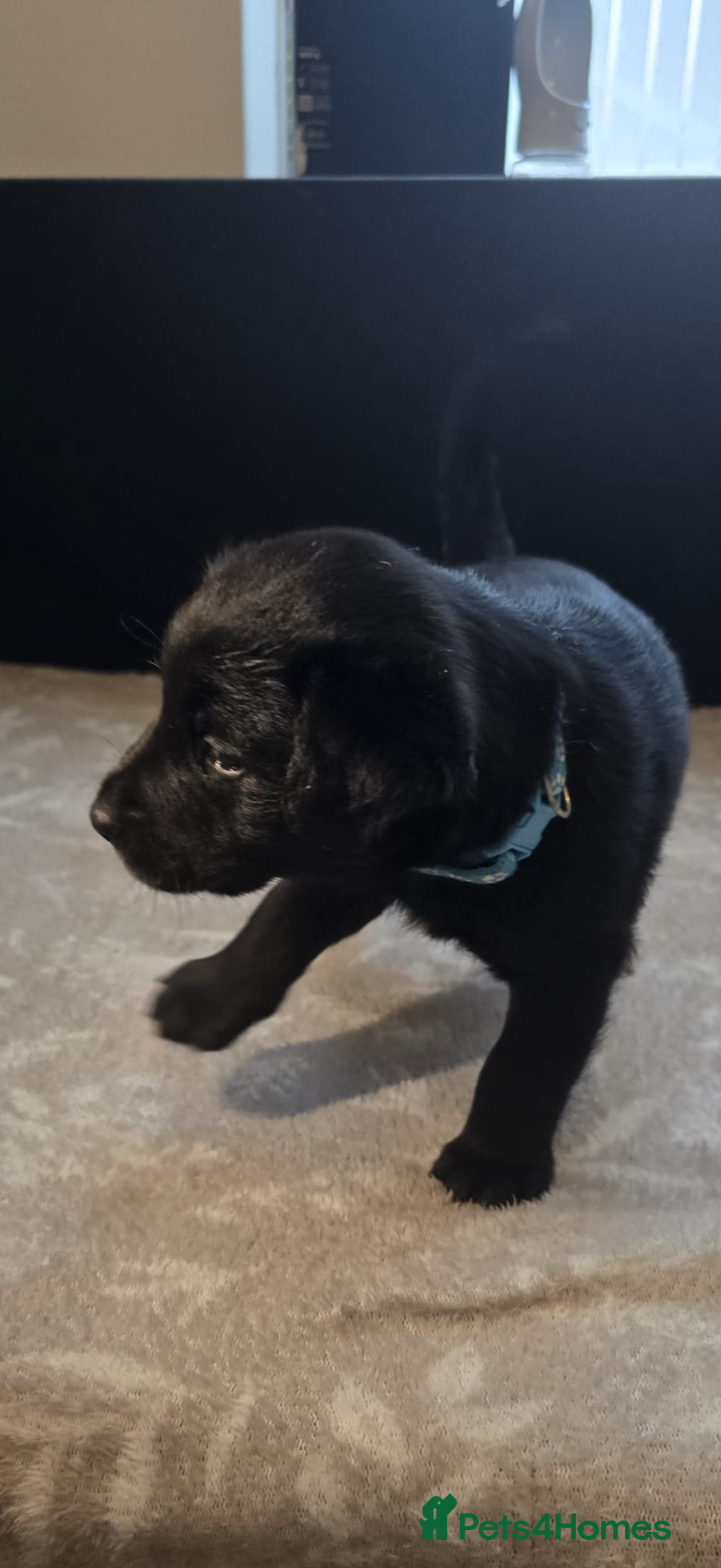 Mixed Breed dogs for sale: READY NOW - Goldador x Labrottie Miniature Puppies - Advert 4