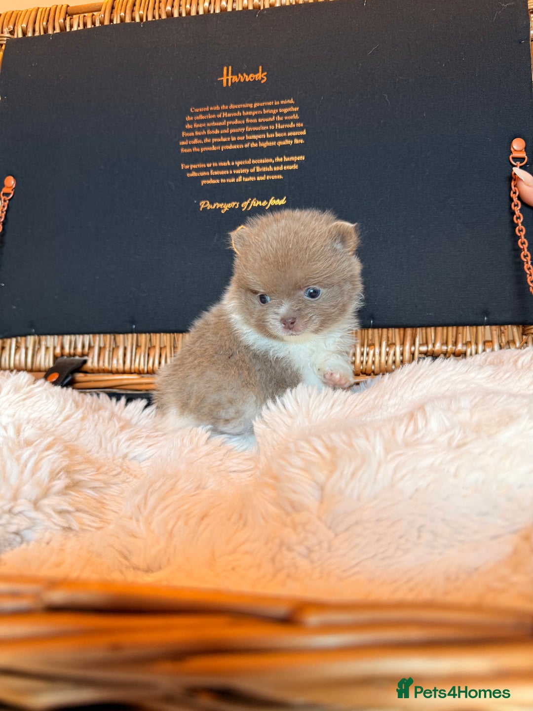 Pomeranian dogs for sale: KC Registered Lilac Pomeranian Puppies 💜 - Advert 7