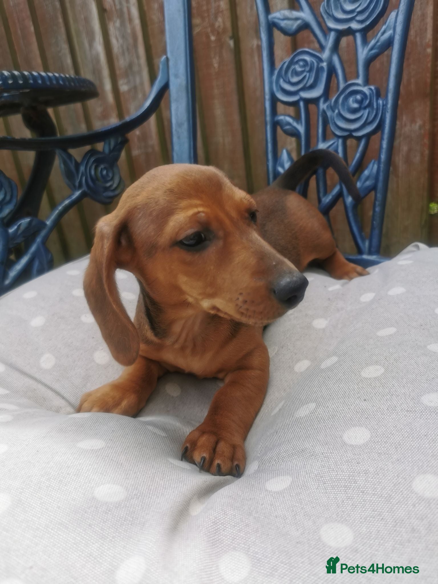 Dachshund dogs  Unusual Playful miniature Dachshound pups  - Advert 1