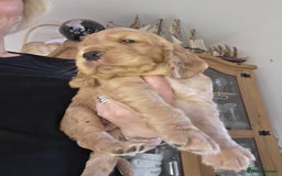 Cocker Spaniel dogs for sale: Beautiful and sweet puppy😊 - Image 7