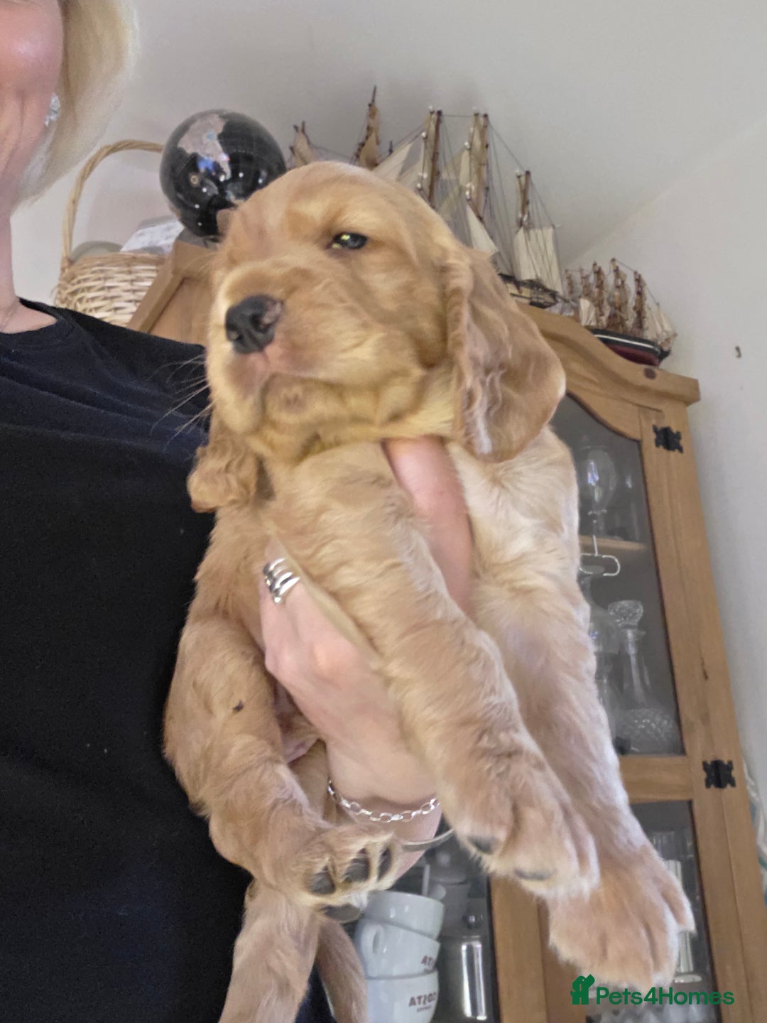 Cocker Spaniel dogs for sale: Beautiful and sweet puppy😊 - Image 7