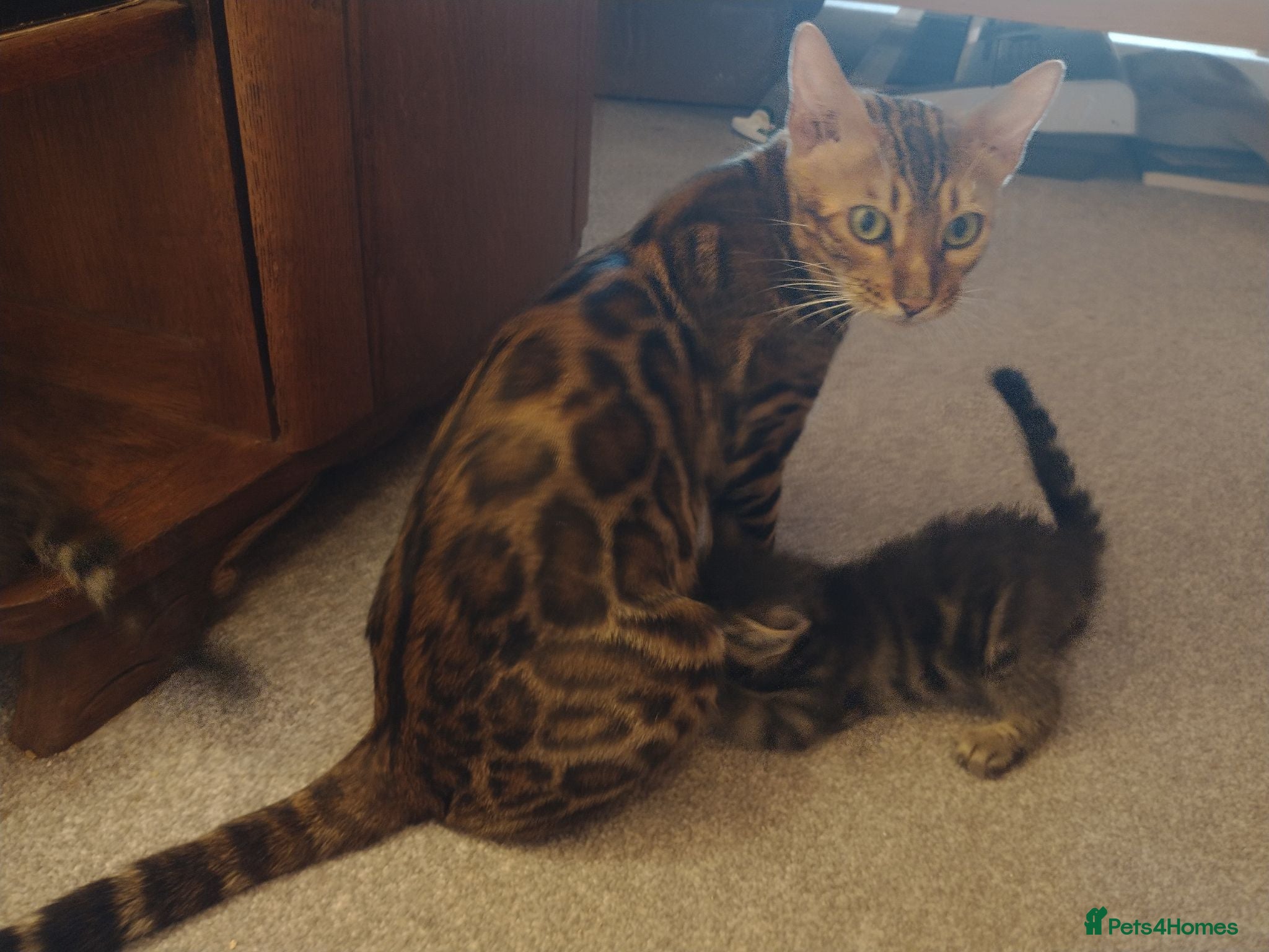Bengal cats Beautiful Bengal Cross kittens  - Advert 17