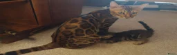 Bengal cats for sale: Beautiful Bengal Cross kittens  in Battle - Advert 1