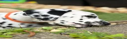 Dalmatian dogs for sale: Last one Beautiful KC Registered Dalmatian Puppie  - Advert 27