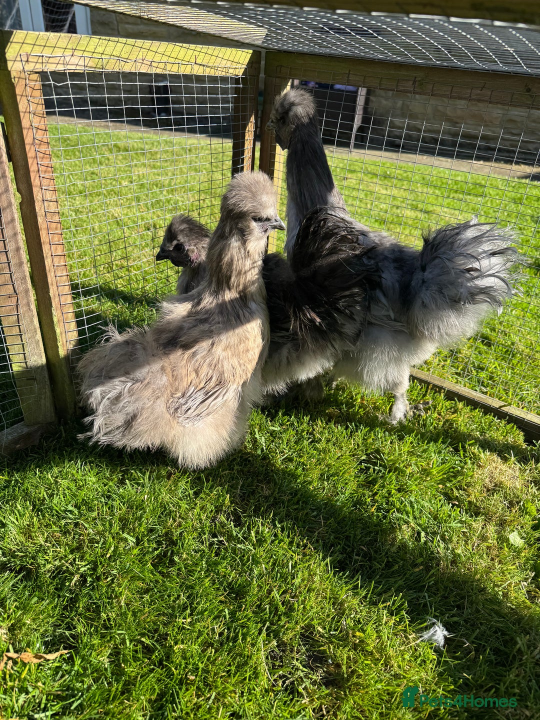 Chickens poultry for sale: Young silkies - 2 cockerels and one hen - Image 16