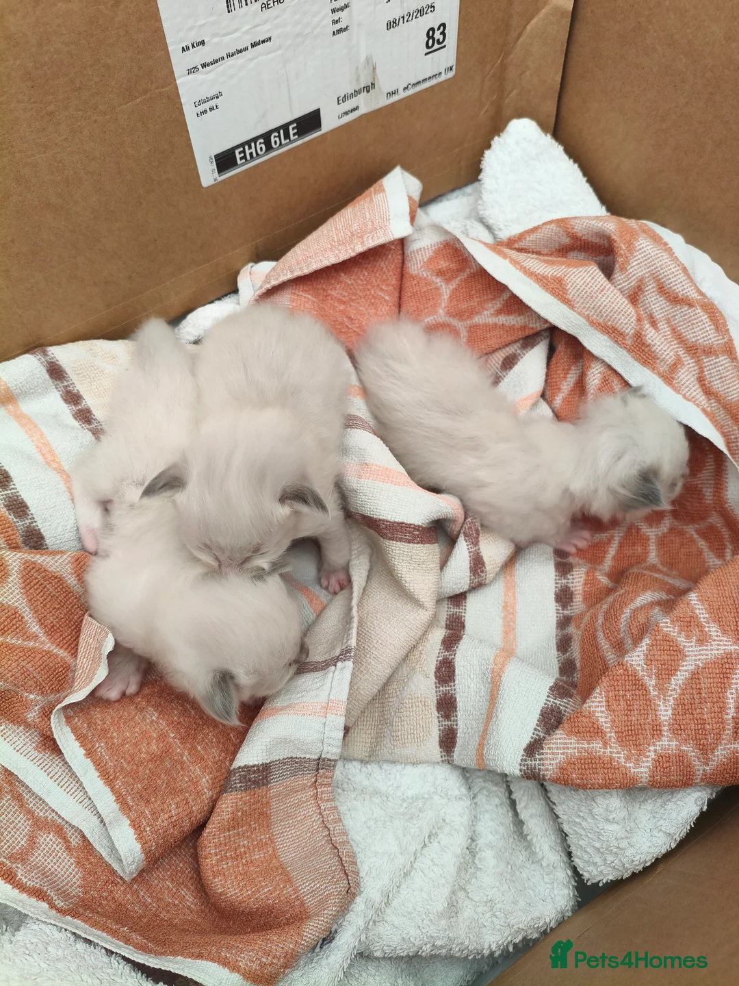 Ragdoll cats for sale: 3 Ragdoll Kittens for sale  - Advert 8