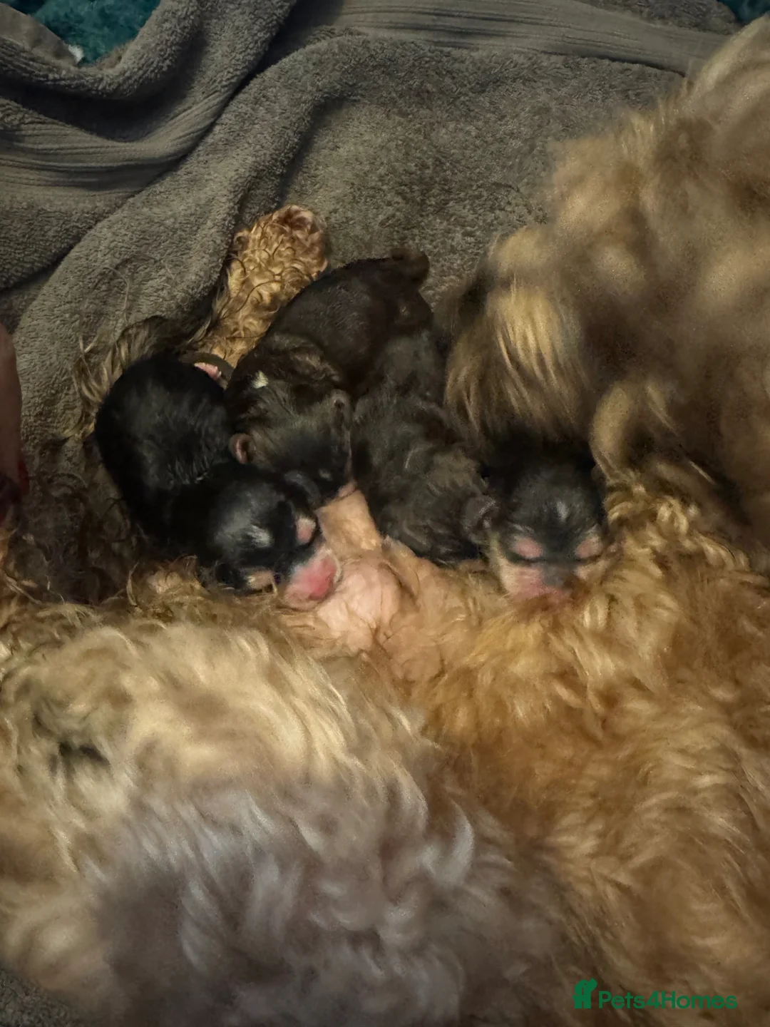 Cockapoo dogs for sale: 🐶 gorgeous cockapoo pups (spaniel back cross)🥰 - Advert 10