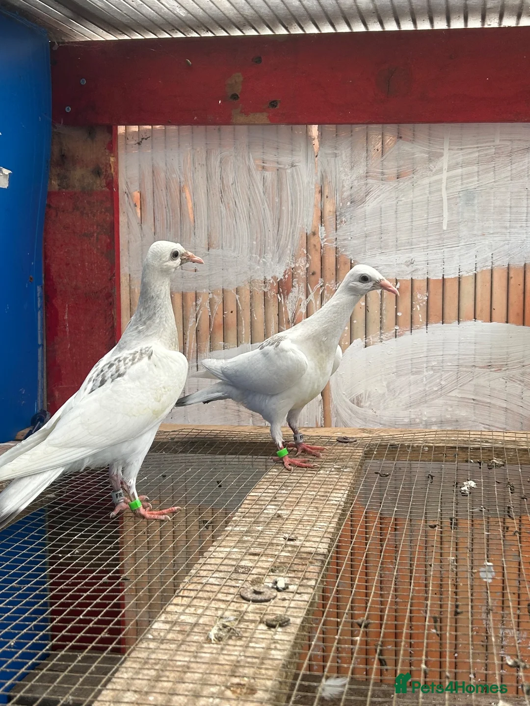 Pigeons birds for sale: Pigeon - Advert 1