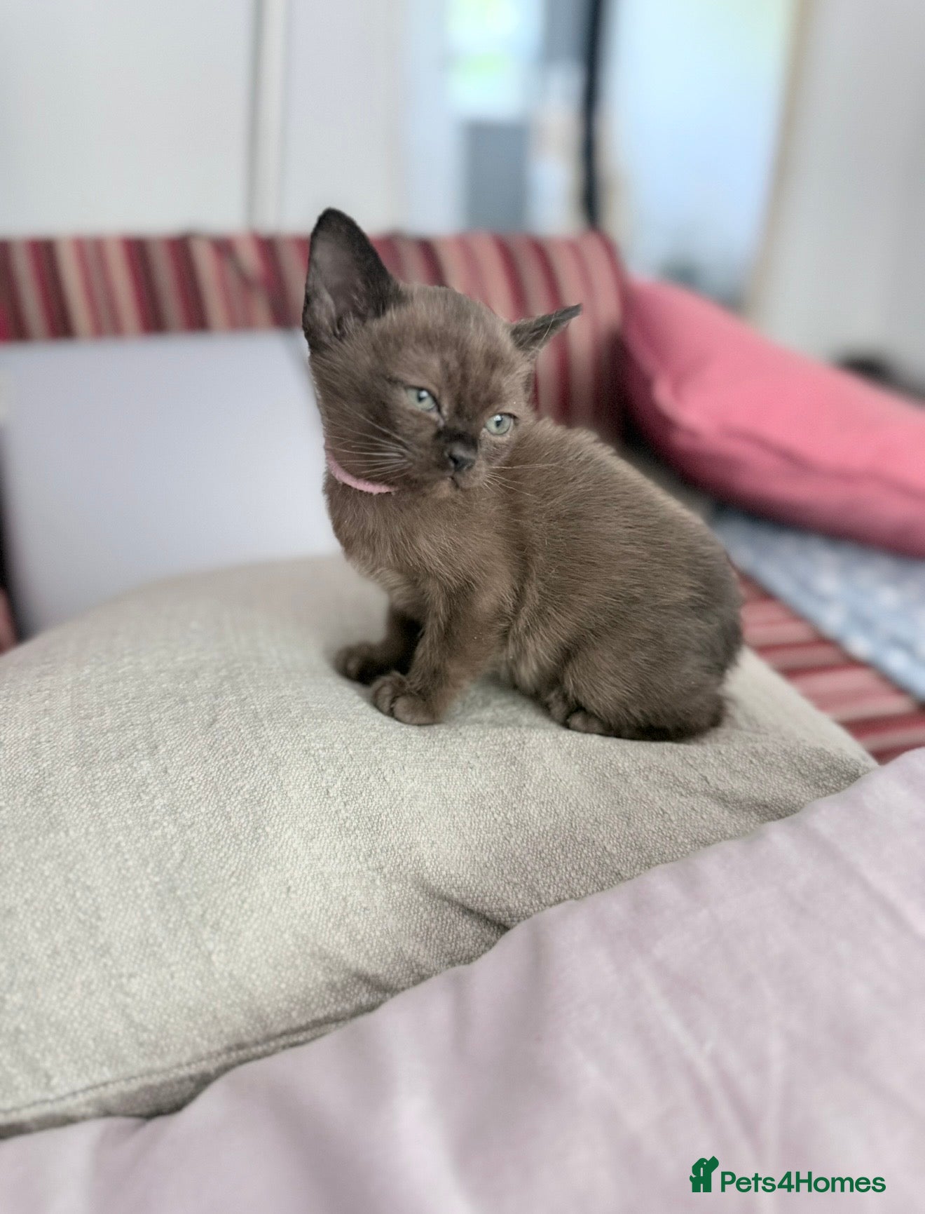 Burmese cats Brown girl available-Home Raised Pedigree Burmese - Advert 1