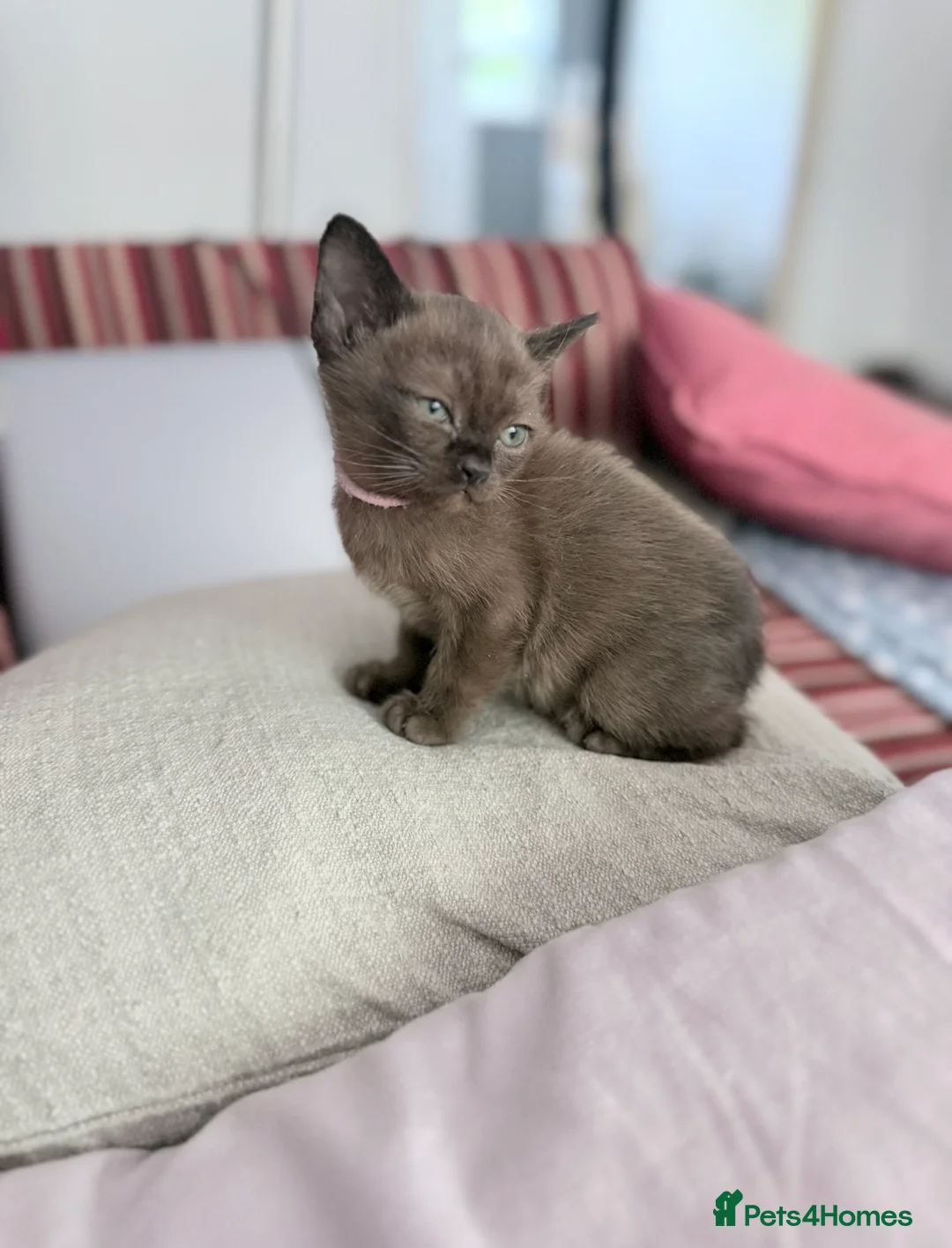 Burmese cats for sale: Brown girl available-Home Raised Pedigree Burmese - Advert 1