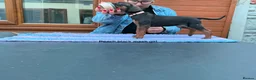 Rhodesian Ridgeback dogs for sale: Champion Bloodline Pups Available  - Advert 9